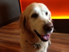Taffy worked as our gallery greeter today at Gallery Keoki